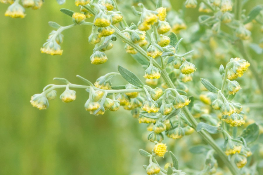 Planta de ajénjo con hojas y flores, representando el uso tradicional del ajénjo para el bienestar digestivo.