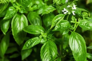Hojas frescas de albahaca en entorno natural, representando el uso tradicional de la albahaca para la digestión y el bienestar diario.
