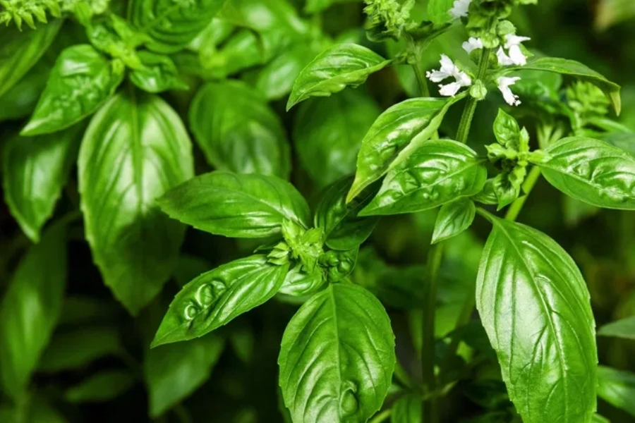 Hojas frescas de albahaca en entorno natural, representando el uso tradicional de la albahaca para la digestión y el bienestar diario.