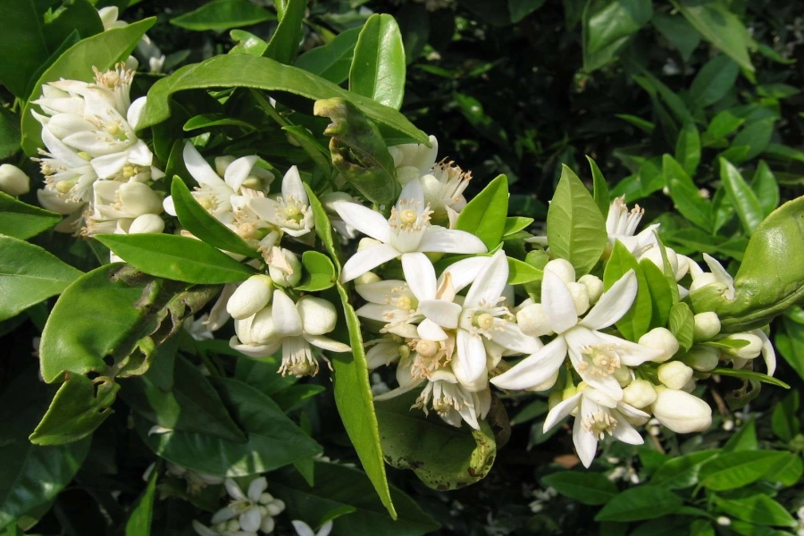 Flores de azahar en primer plano, representando el uso tradicional del azahar para la calma y el descanso.