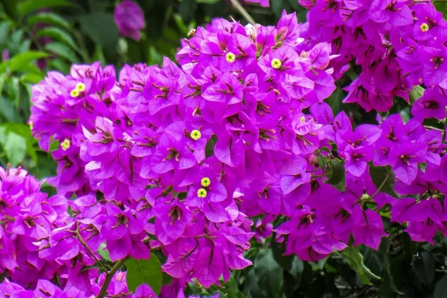 Flores de bugambilia en tonos morados, representando el uso tradicional de la bugambilia para el bienestar respiratorio.