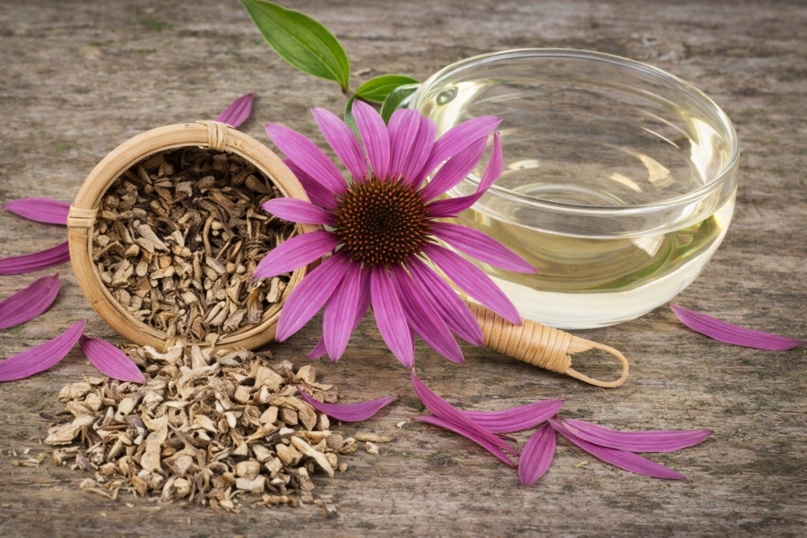 Flores de equinácea en entorno natural, representando el uso tradicional de la equinácea para el bienestar estacional.