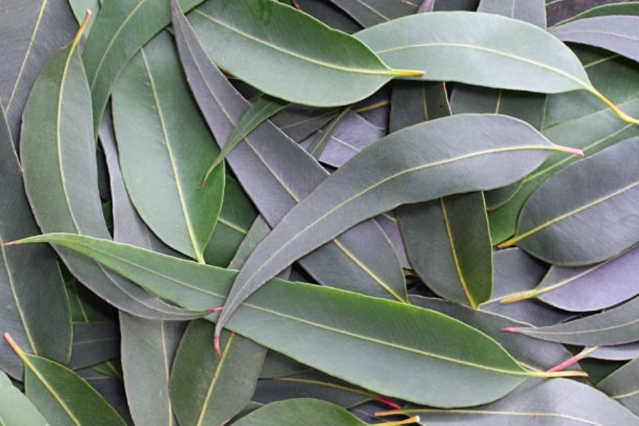 Hojas de eucalipto frescas y secas, representando el uso tradicional del eucalipto para el bienestar respiratorio.