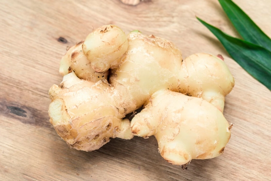 Raíz fresca de jengibre en entorno natural, representando el uso tradicional del jengibre para la digestión y el bienestar