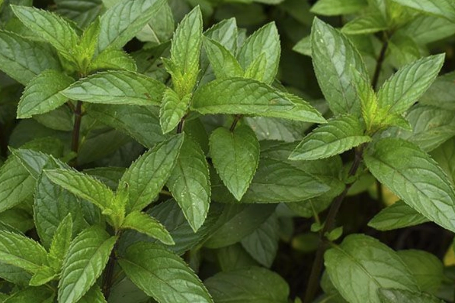 Hojas frescas de menta en primer plano, representando el uso tradicional de la menta para la digestión y la frescura respiratoria.