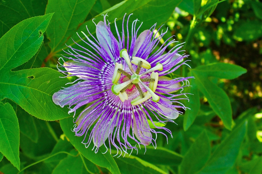 Flor y hojas de pasiflora en entorno natural, representando el uso tradicional de la pasiflora para la calma y el descanso.