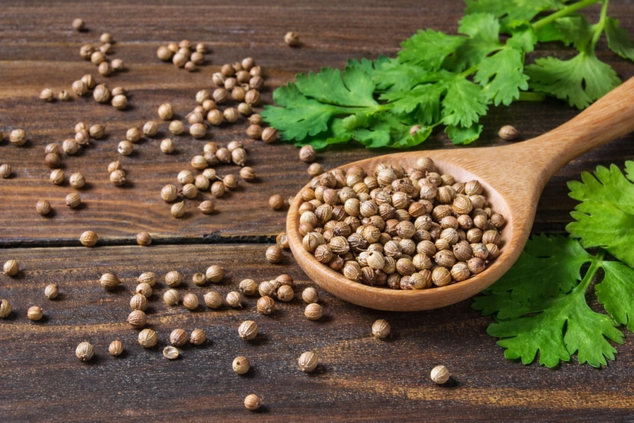 Hojas y semillas de cilantro, representando el uso tradicional del cilantro para la digestión y el bienestar cotidiano.