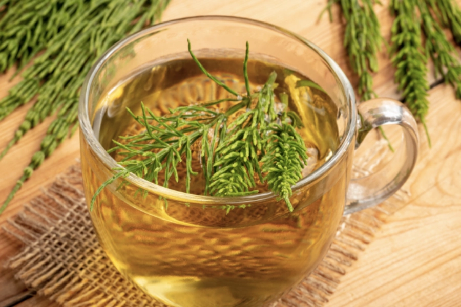 Tallos de cola de caballo en entorno natural, representando el uso tradicional de la cola de caballo para el bienestar cotidiano.