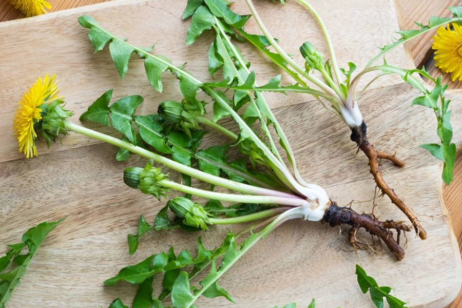 Planta de diente de león con flores y hojas, representando el uso tradicional del diente de león para la digestión y el bienestar cotidiano.