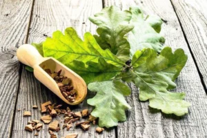 Corteza y hojas de encino, representando el uso tradicional del encino en la herbolaria cultural.