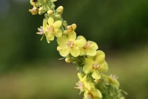 Planta de gordolobo con flores amarillas, representando el uso tradicional del gordolobo para el bienestar respiratorio.