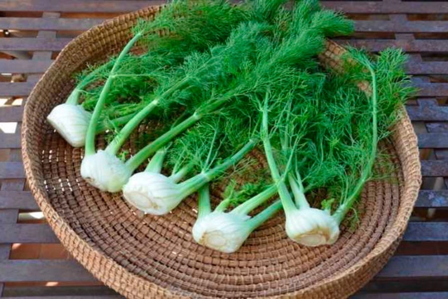 Semillas y planta de hinojo en entorno natural, representando el uso tradicional del hinojo para la digestión.