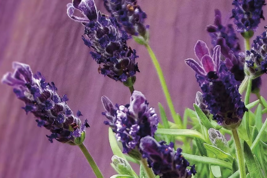 Flores de lavanda en primer plano, representando el uso tradicional de la lavanda para la calma y el descanso.