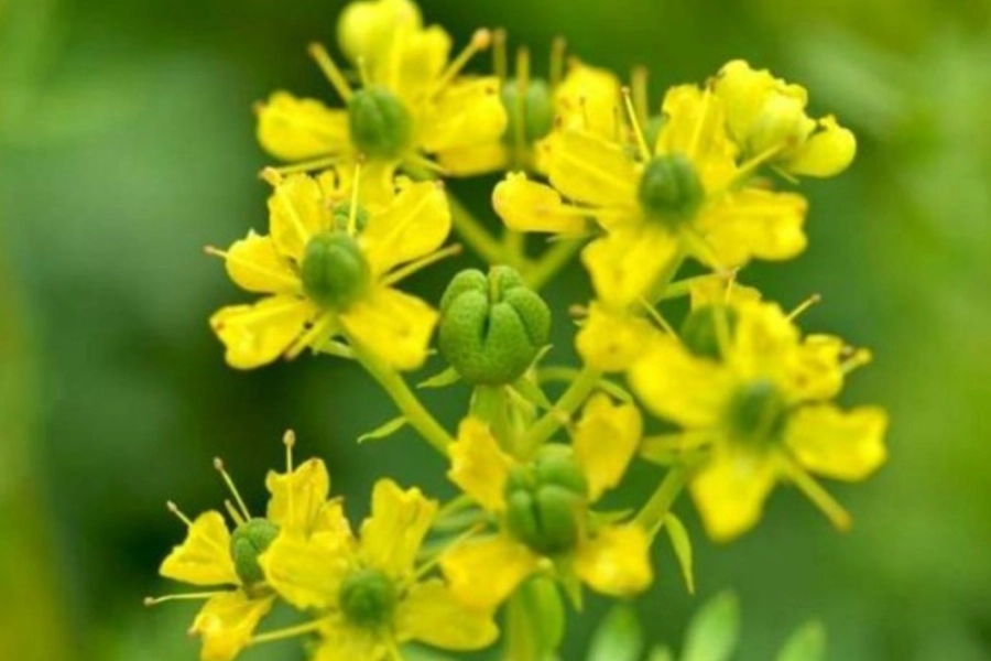 Planta de ruda con hojas verdes intensas, representando el uso tradicional de la ruda para el bienestar digestivo y corporal.