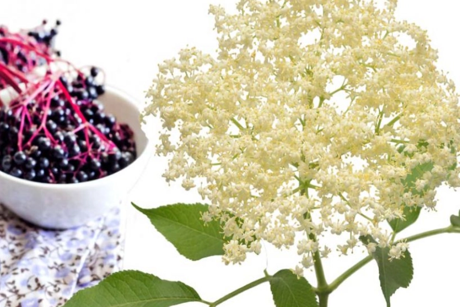 Flores y bayas de sauco en entorno natural, representando el uso tradicional del sauco para el bienestar respiratorio.