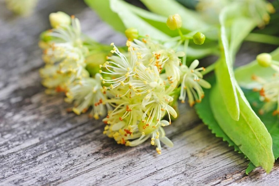 Flores de tila secas y frescas, representando el uso tradicional de la tila para la calma y el descanso.