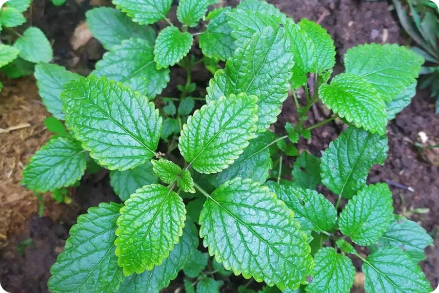 Planta y raíz de valeriana en contexto natural, representando el uso tradicional de la valeriana para el descanso.